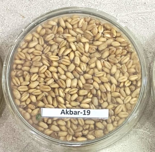 Akbar 19 - Image 3