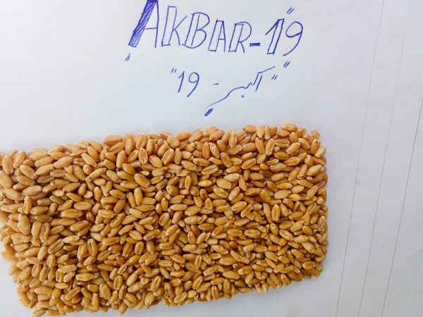 Akbar 19 - Image 2