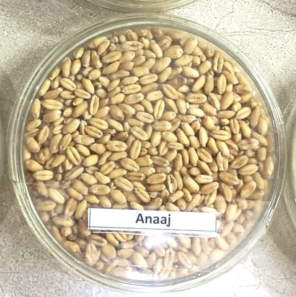 Anaaj - Image 3