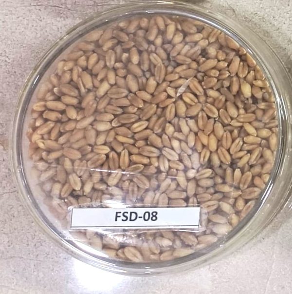FSD-08 - Image 2