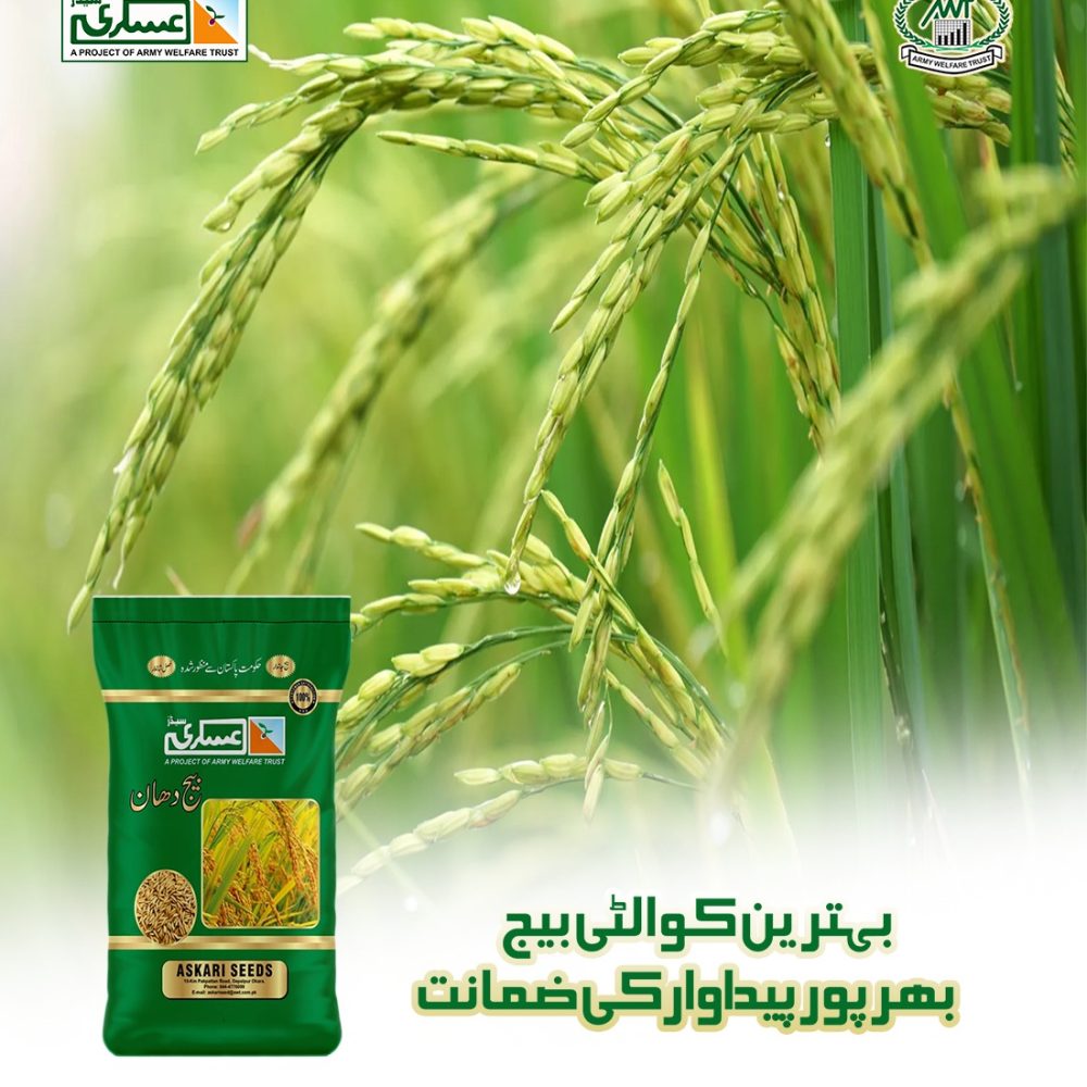 Basmati-Super