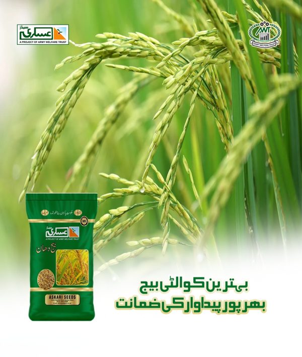 Basmati-Super