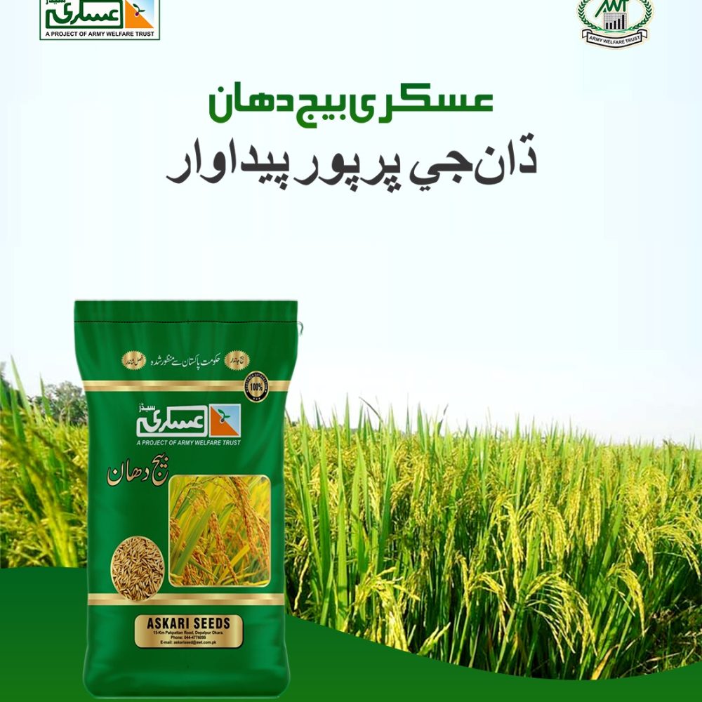 Kissan 1509