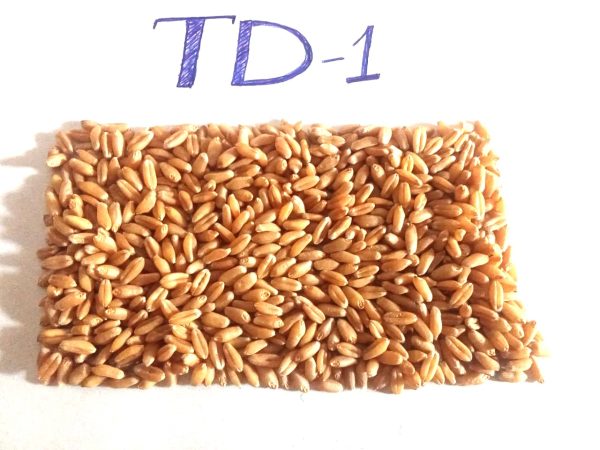 TD-1 - Image 3