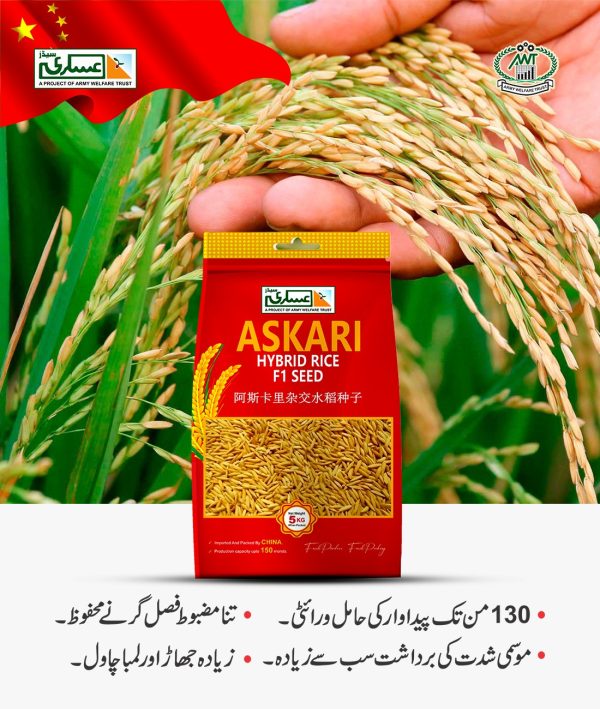 Hybrid Rice F1 (EG-1908) - Image 5