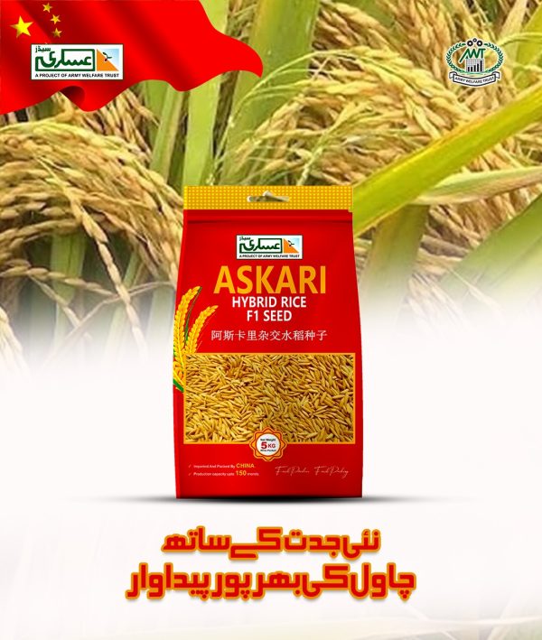 Hybrid Rice F1 (EG-1908) - Image 3