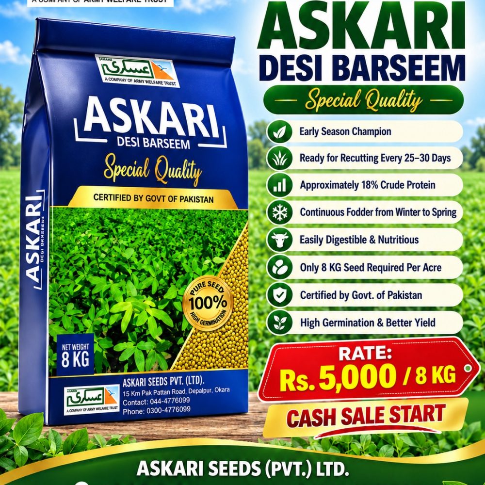 Dasi Barseem