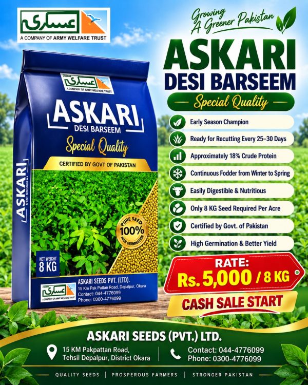 Dasi Barseem